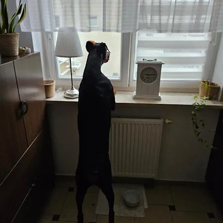 Ak Polnoc Varşova
